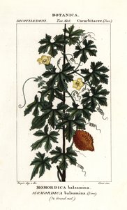非洲黄瓜、苦瓜 作者 stanghi stanghi