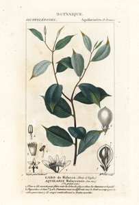 沉香，Aqualaria malaccensis 极度濒危 作者 stanghi stanghi