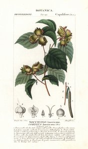 美国榛子，Corylus americana