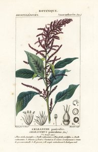 血苋，Amaranthus cruentus 作者 stanghi stanghi