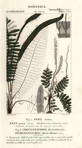 鬃毛蕨 (Trichomanes botryoides) 作者 stanghi stanghi
