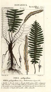 鬃毛蕨、线虫 作者 stanghi stanghi