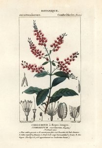 布什柳，Combretum coccineum 作者 stanghi stanghi
