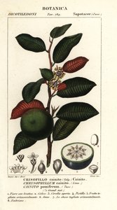凯恩石、Chrysophyllum cainite 作者 stanghi stanghi