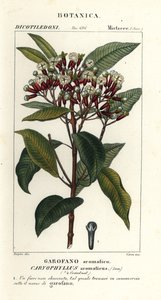 丁香，丁香 作者 stanghi stanghi