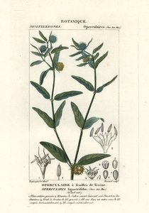 粗臭草、Operularia aspera 作者 stanghi stanghi