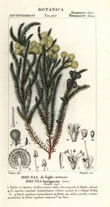 普通棉花丛，Berzelia lanuginosa 作者 stanghi stanghi