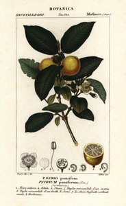 普通番石榴、Psidium guajava 作者 stanghi stanghi
