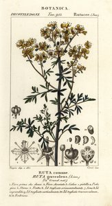 常见的芸香或恩典草本植物，芸香