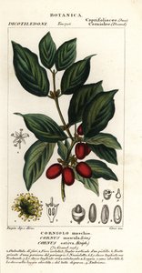 山茱萸
