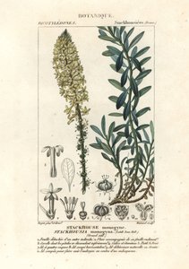 奶油蜡烛，Stackhousia monogyna 作者 stanghi stanghi