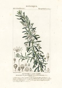 匍匐的 boobialla, Myoporum parvifolium 作者 stanghi stanghi