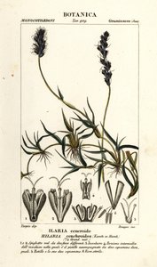 卷曲介壳虫，Hilaria cenchroides 作者 stanghi stanghi