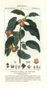 枣梅、莲子 作者 stanghi stanghi