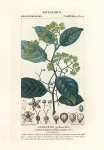 有梗的二瓣花 作者 stanghi stanghi