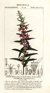 欧洲缕缕草，Lythrum virgatum 作者 stanghi stanghi