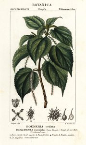假荨麻，Boehmeria caudata