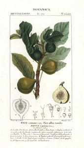 无花果树和果实，Ficus carica