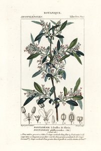 水仙花 作者 stanghi stanghi