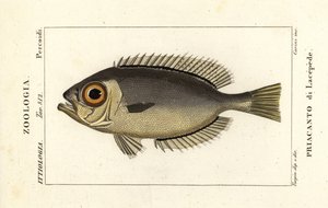 玻璃眼大眼鲷 Heteropriacanthus cruentatus 作者 stanghi stanghi