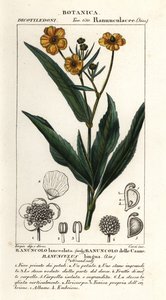 大矛草，毛茛属林瓜 作者 stanghi stanghi