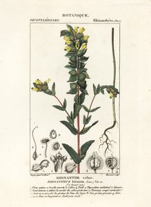 大黄拨浪鼓 Rhinanthus alectorolophus 作者 stanghi stanghi