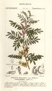 危地马拉靛蓝、Indigofera suffruticosa 作者 stanghi stanghi