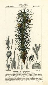 哈勒苹果苔，Bartramia halleriana 作者 stanghi stanghi