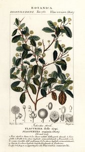 印度李子，Flacourtia indica