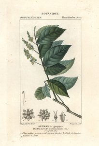 铁树，Homalium racemosum 作者 stanghi stanghi