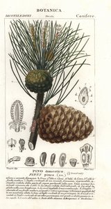 意大利石松，Pinus pinea，国产松树