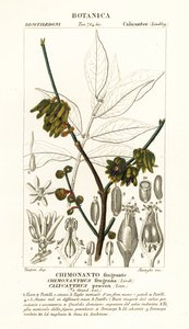 腊梅 作者 stanghi stanghi
