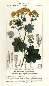 紫荆 作者 stanghi stanghi