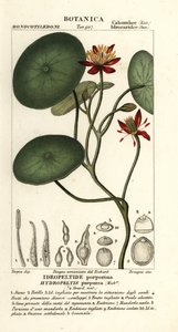 莼菜 作者 stanghi stanghi