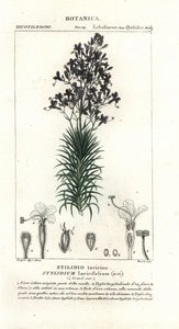 落叶松叶或树触发植物，Styridium laricifolium 作者 stanghi stanghi