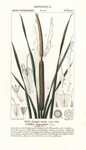 小芦苇、香蒲