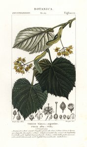 椴树或椴树，Tilia alba
