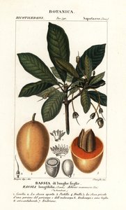 马胡瓜树，Madhuca longifolia