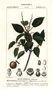 Manchineel 或海滩苹果树、Hippomane mancinella