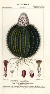 瓜仙人掌，Melocactus caroli-linnaei 作者 stanghi stanghi