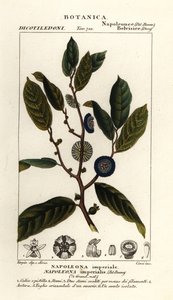 拿破仑 作者 stanghi stanghi