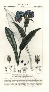 狭叶肺草，Pulmonaria angustifolia 作者 stanghi stanghi
