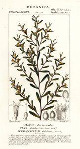 严花栎 作者 stanghi stanghi