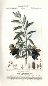 Olive tree, Olea europaea 作者 stanghi stanghi