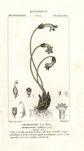 一花列当 (Orobanche uniflora) 作者 stanghi stanghi