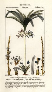 棕榈树，Geonoma maxima 作者 stanghi stanghi