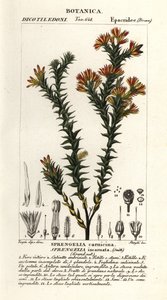 粉红色沼泽石南属 Sprengelia incarnata 作者 stanghi stanghi
