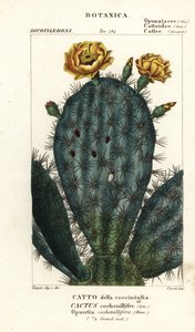 仙人掌、Nopalea cochenillifera 作者 stanghi stanghi