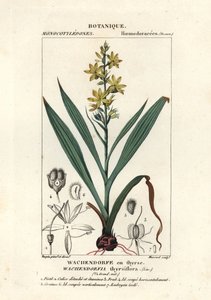 红根，Wachendorfia thyrsiflora 作者 stanghi stanghi