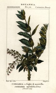 红豆杉 作者 stanghi stanghi